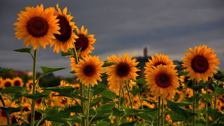 a vibrant field of sunflowers stands tall, their golden faces beaming with defiant cheer against a dramatic, brooding grey sky. Each sunflower seems to be a tiny sun, bravely radiating warmth as if to ward off the impending gloom. They appear to be a cheerful, gossiping crowd, perhaps exchanging whispers about the approaching storm. In the distant background, a faint, dark silhouette of a building adds a subtle hint of civilization, making the sunflowers seem like nature's last stand. The contrast between their sunny disposition and the dark, moody heavens is quite humorous, as if they're collectively saying, "We're still here, sunshine or not!" I do not recognize any famous or recognizable content in this image.
