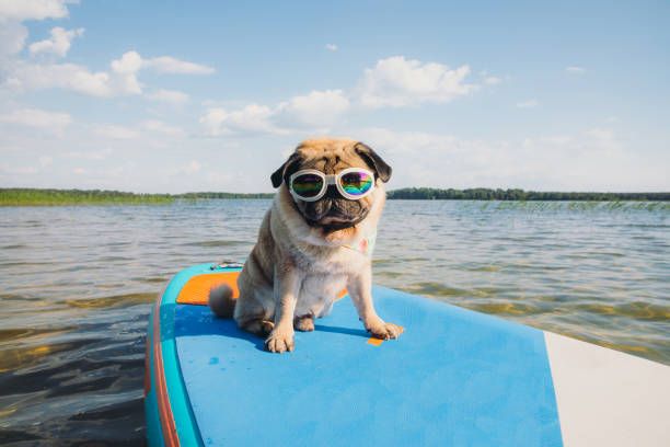 Nobody:
Dad: This pug reads the room, and it says 'relax'.