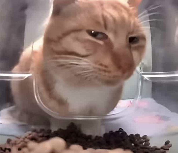 This isn't kibble, it's a scandal on a plastic throne