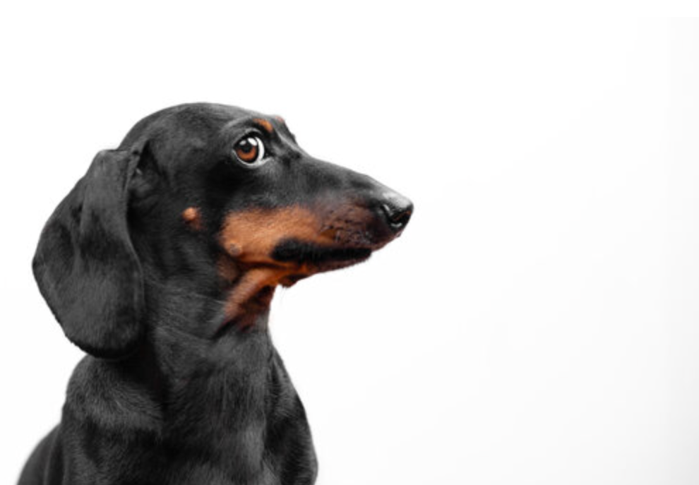 This captivating close-up features a black and tan dachshund, its head and upper body prominently displayed against a pristine white background. The dog's demeanor is one of intense, almost comical, curiosity or mild bewilderment. Its large, expressive brown eyes are wide and fixed intently to the right, as if it's just heard an unexpected sound or spotted a rogue treat. The slight furrow in its brow adds to its wonderfully anthropomorphic expression, making it seem to ponder life's great mysteries, like 'Did I just hear the fridge open?' or 'Is that a squirrel plotting world domination?' The stark, minimalist background ensures all focus remains on the dog's endearing and highly meme-worthy face, highlighting its charmingly alert and slightly confused gaze.