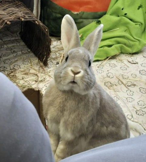 This close-up image features a fluffy, light grey rabbit with prominent ears, looking directly at the camera with a comically surprised or bewildered expression, its mouth slightly agape. It seems to be pondering the mysteries of the universe or perhaps just realized it left the oven on. The background reveals a cozy rabbit habitat, with a dark woven tunnel to its left and a crumpled green blanket with holes to its right, suggesting a well-loved, if slightly chaotic, home. Scattered hay on the patterned floor adds to the authentic, lived-in feel. The rabbit's wide-eyed gaze and puffed cheeks give it an endearing, almost philosophical demeanor, making it a truly charming and humorous subject. I do not recognize any famous or recognizable content in this image.