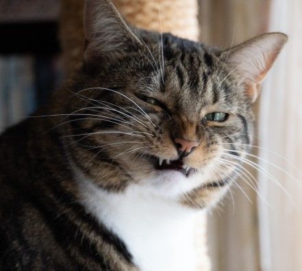 This close-up shot features a magnificent tabby cat, clearly having a moment of profound displeasure or perhaps mid-sneeze. With one eye dramatically squinted shut and the other peeking open with a hint of green, its face is scrunched into an expression that screams "Did you just smell that?" or "I cannot believe what I'm hearing." Its mouth is slightly agape, revealing adorable, tiny fangs, adding to the comedic effect of its "stinky face." The prominent white whiskers fan out, emphasizing its exaggerated grimace. The background, a cozy cat tree on the left and a bright, soft-lit window on the right, provides a domestic context, making the cat's intense reaction even funnier. It's a purr-fect example of feline judgment, ready for a meme.
