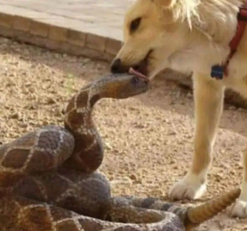 This striking image captures an incredibly unusual interaction between a light-furred dog and a large rattlesnake on dry, sandy ground. The dog, wearing a red collar, leans down with its tongue extended, giving the snake's head a curious lick. The snake, coiled and patterned, appears surprisingly calm, its head slightly raised as if pondering, 'Did that just happen?' The dog's demeanor is one of playful investigation, completely oblivious to the potential danger, while the snake seems to be taking it all in stride, perhaps thinking, 'Well, this is certainly a new way to make friends.' The arid background perfectly sets the scene for this unexpected desert encounter. The humor lies in the dog's audacious affection towards a creature typically feared, and the snake's stoic acceptance of this bizarre kiss. I could not identify any famous or recognizable content in this image.