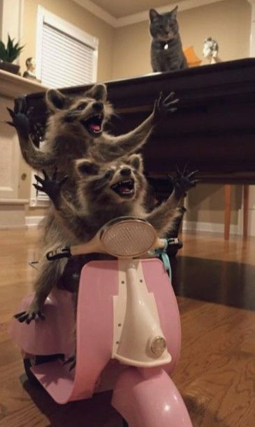 This iconic "Raccoons on a Scooter Meme" depicts two taxidermied raccoons in an exaggerated state of pure, unadulterated joy, seemingly mid-ride on a child's pink toy scooter. Their mouths are wide open in ecstatic screams, and their arms are thrown up in wild abandon, as if experiencing the thrill of a lifetime. Perched on a dark wooden piano or similar furniture in the background, a grey tabby cat, the "Observing Cat," watches the chaotic scene with a perfectly indifferent, almost judgmental expression. The domestic interior setting, with its warm lighting and wooden floors, provides a humorous contrast to the raccoons' wild antics, highlighting the staged absurdity that makes this meme so popular. The cat's stoic demeanor perfectly complements the raccoons' over-the-top excitement, creating a classic comedic dynamic.