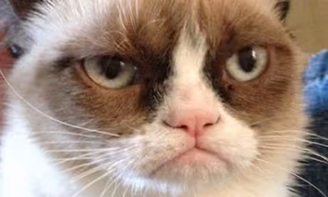 Notice how every time Apple drops AI, my cat gets more judgmental.