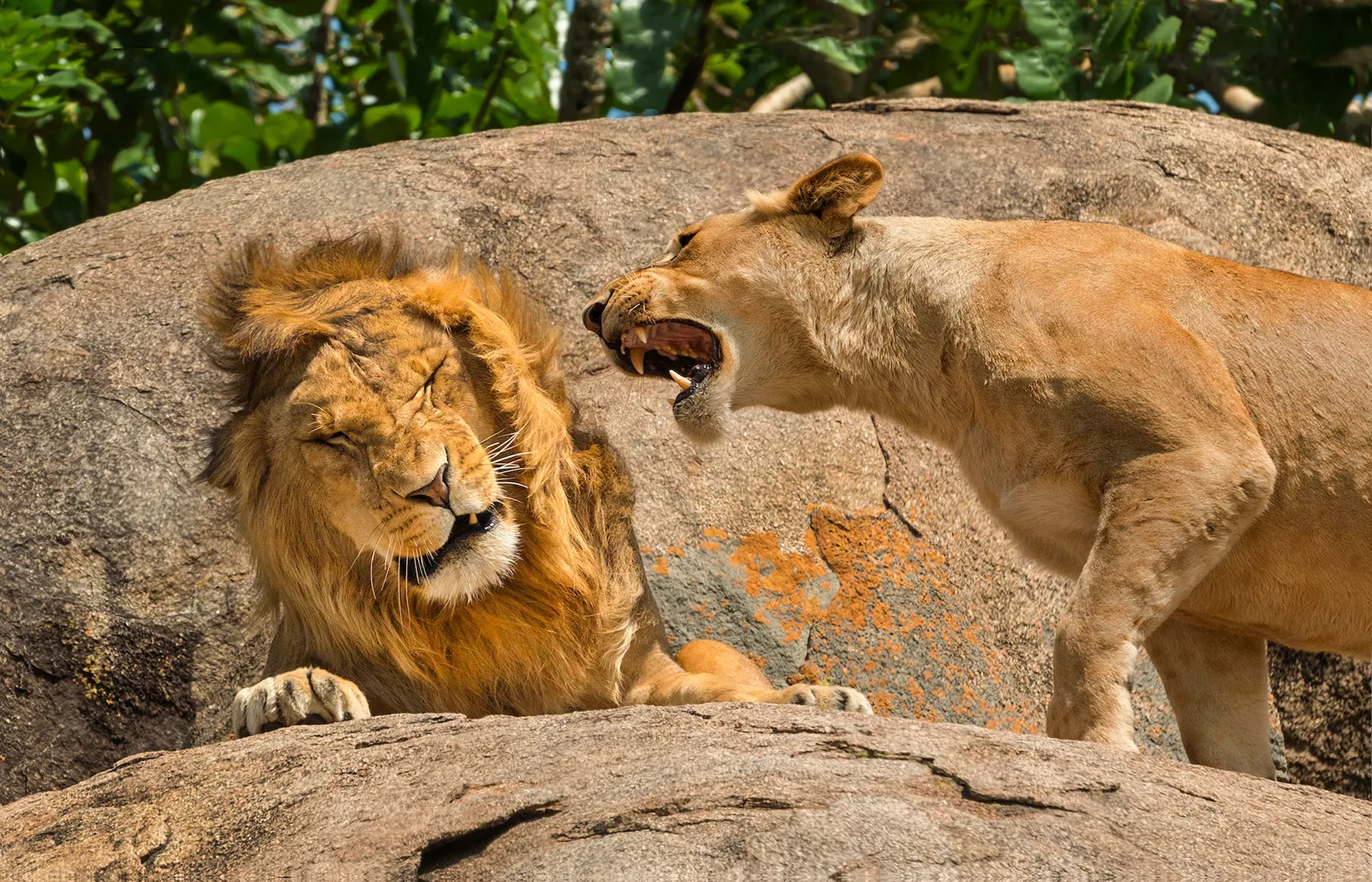 In the image, a lion lies lazily on a large rock, its demeanor appearing relaxed yet slightly annoyed, as it squints at a lioness nearby. The lioness, with an open mouth, seems to be scolding or asserting herself over the lion, who looks unbothered but mildly irritated. This playful interaction hints at a humorous dynamic, as if the lion is saying, "Seriously, can't a guy enjoy a nap?"
The background features lush greenery, indicating a natural habitat that adds context to their behavior, suggesting a calm day in the wild. The setting emphasizes their roles within their pride, showcasing both the playful and assertive sides of lion social behavior. This scene could fit into a documentary-style narrative, highlighting the intricacies of lion interactions, or could easily be a comedic meme about relationships in the animal kingdom.