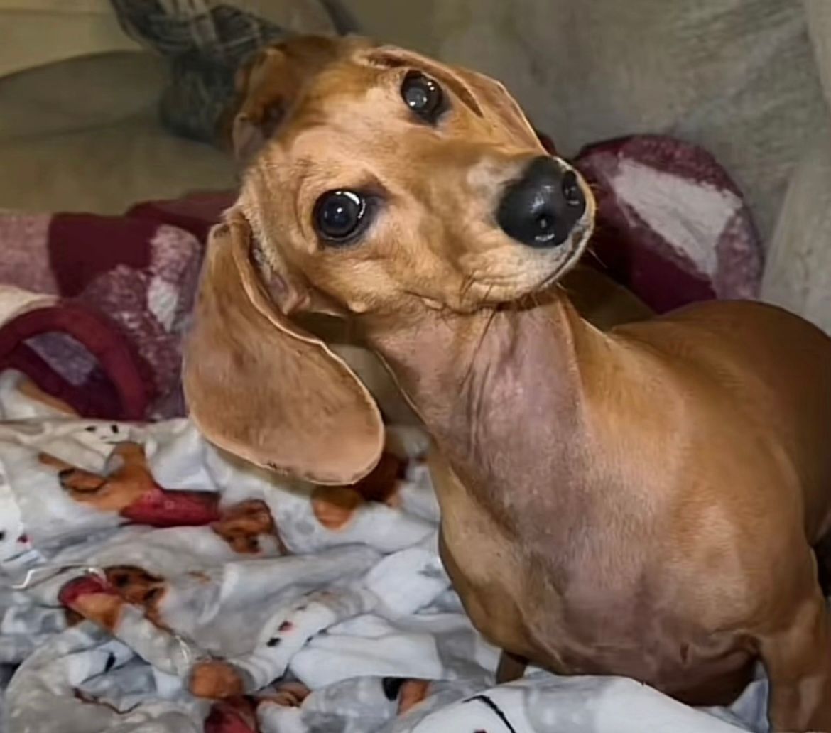 this dog’s face when i miss my ferris omelet