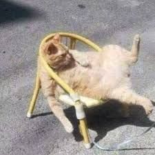 This feline’s ragebaiting us with pure vacation vibes, sybau.