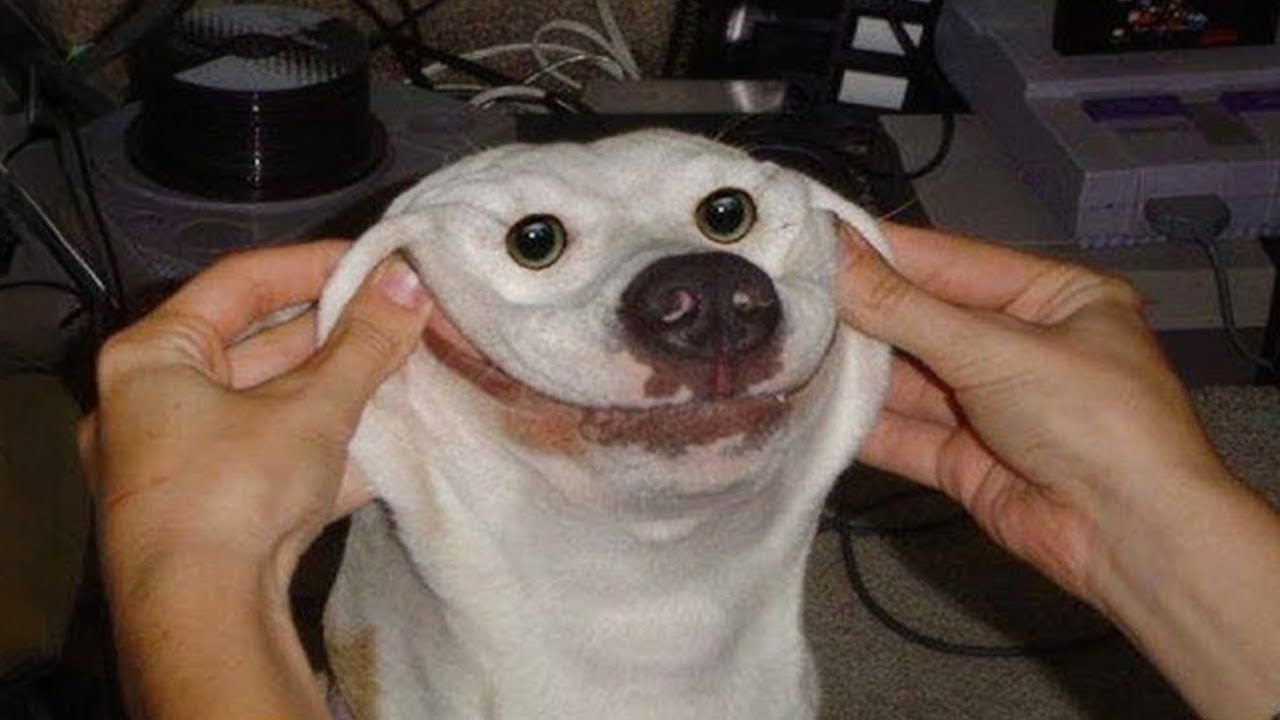 This close-up image features a white dog whose face is being comically manipulated by two human hands to create an exaggerated, wide smile. The dog's large, dark eyes are wide and somewhat startled, contributing to its hilariously awkward demeanor. Its mouth is stretched into an unnatural grin, revealing a bit of its lower teeth and some brown staining around its muzzle. In the blurry background, a dark, cylindrical object and a classic Super Nintendo Entertainment System (SNES) console are visible, suggesting a casual home environment. This iconic image is a popular internet meme, often used to convey forced cheerfulness or uncomfortable situations, perfectly capturing a moment of playful, albeit slightly unsettling, pet interaction.