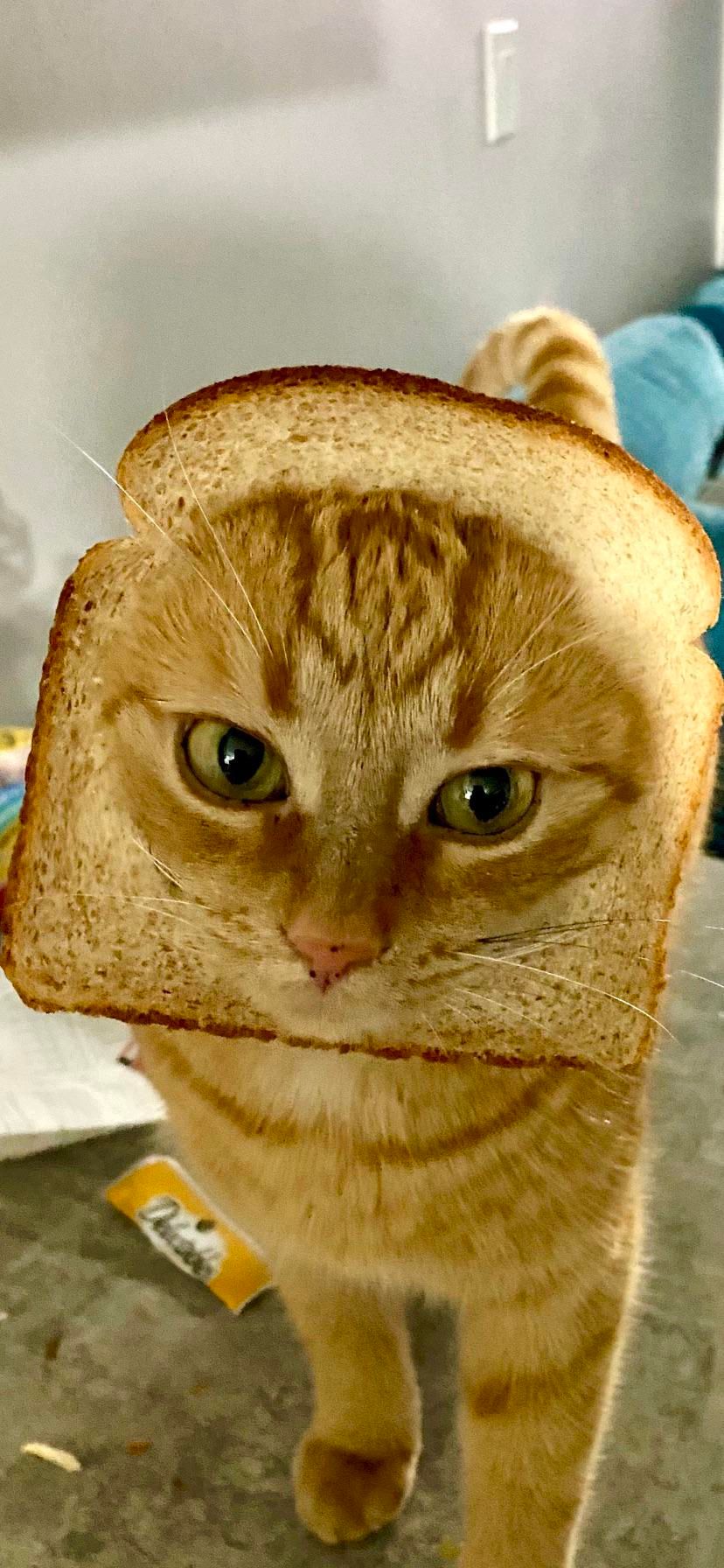 Cat’s mewing through bread, still the goat of petty glares.