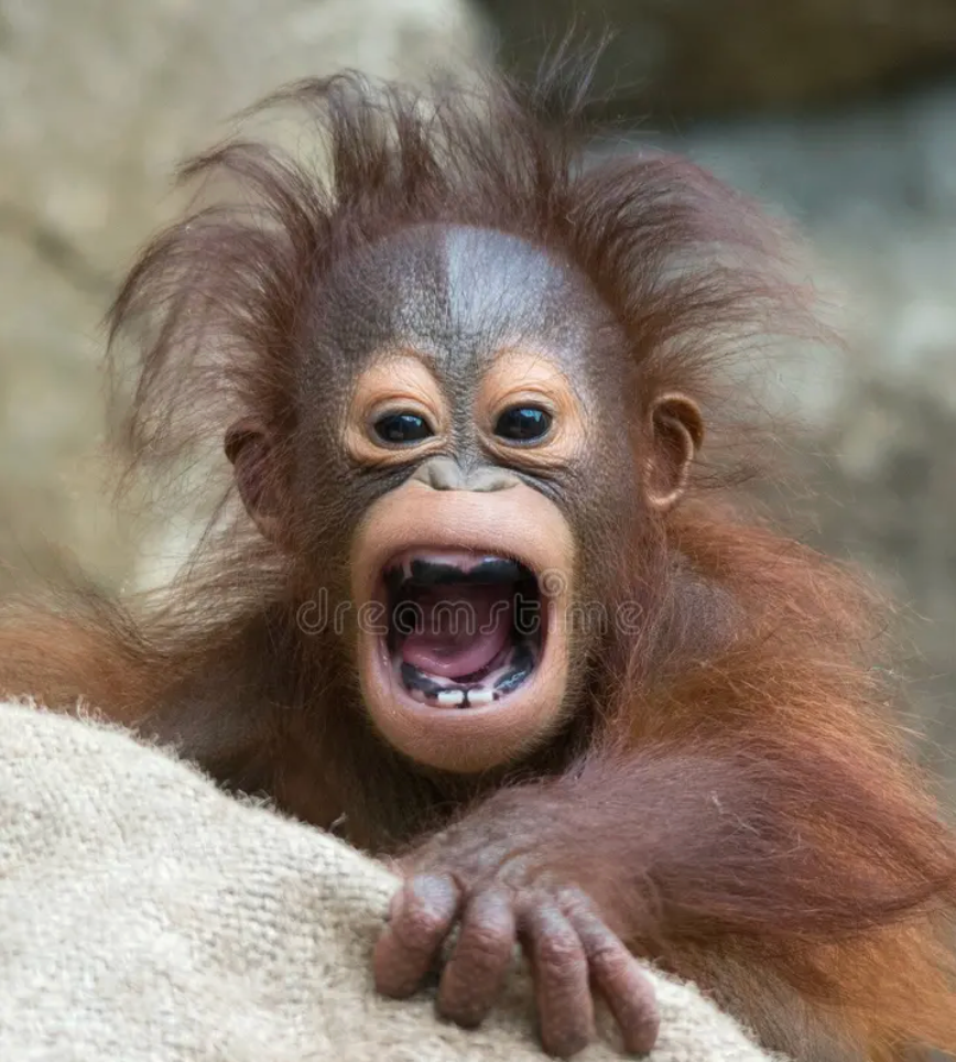 When you realize adulthood is just screaming alone