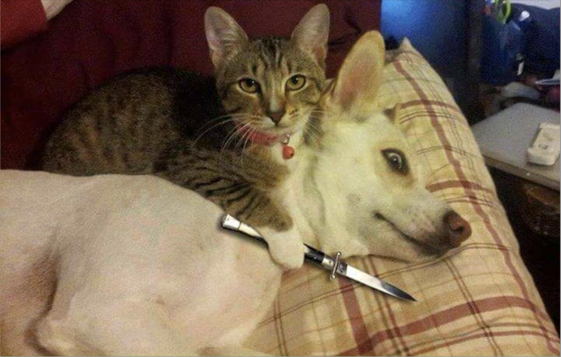 The image features a cat and a dog in an amusingly absurd scenario, typical of the "Cat and Dog with Knife" meme. The cat, with a confident demeanor and slightly mischievous expression, is comfortably perched on the dog's back, while the dog appears surprisingly calm despite the knife resting between them. This juxtaposition creates a humorous tension, as the cat seems to be the one in control, adding a layer of dark humor.
The background is a cozy indoor setting, likely a living room, with a couch and some soft furnishings, enhancing the relaxed yet surreal atmosphere. The absurdity of the knife contrasts sharply with the domestic scene, making it even funnier. The image encapsulates the playful rivalry between cats and dogs, serving as a delightful snapshot of internet humor.