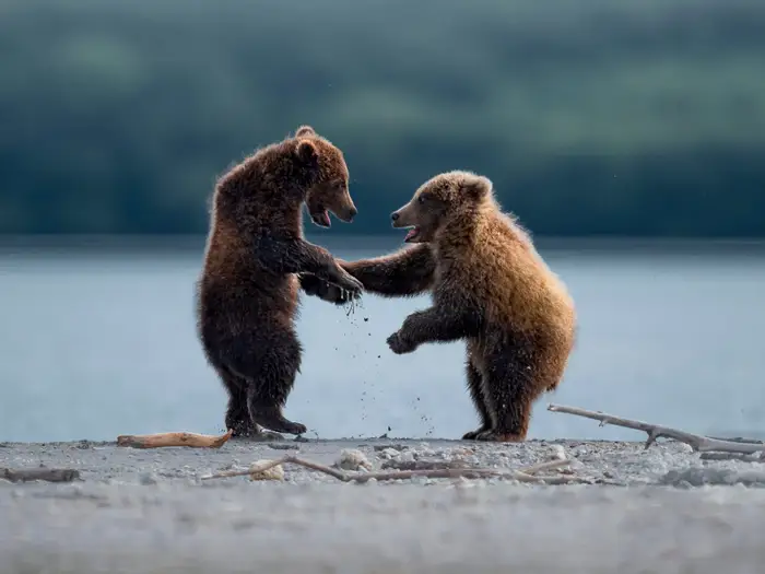 If only your jokes were as funny as these bears dancing.