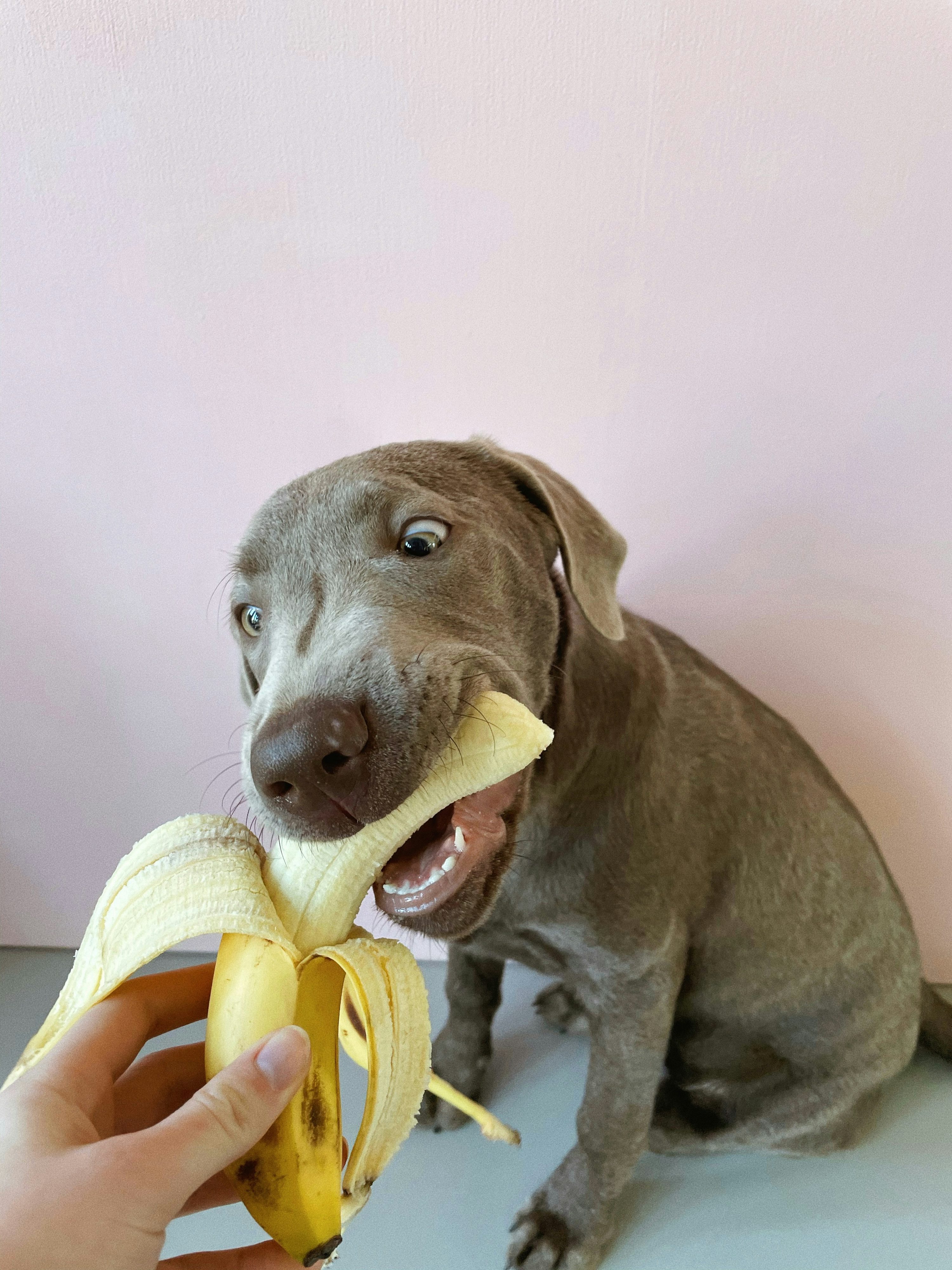 When your snack game is still a banana level.