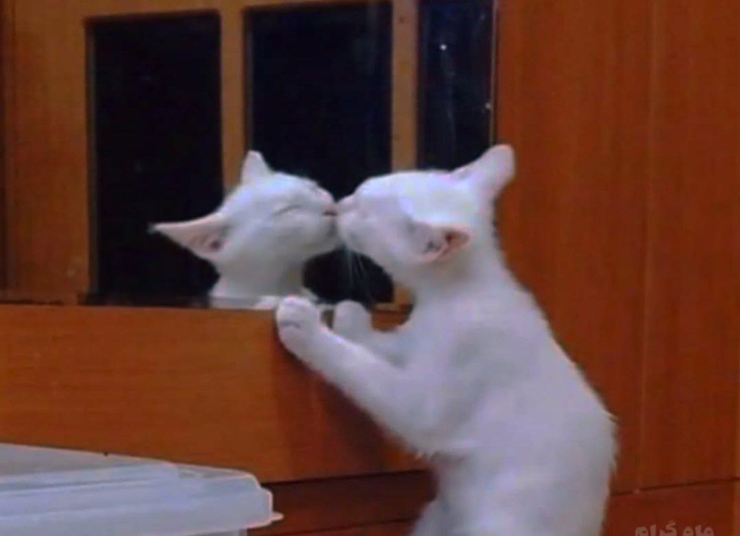When the venture capitalist sees their own reflection after a successful IPO.