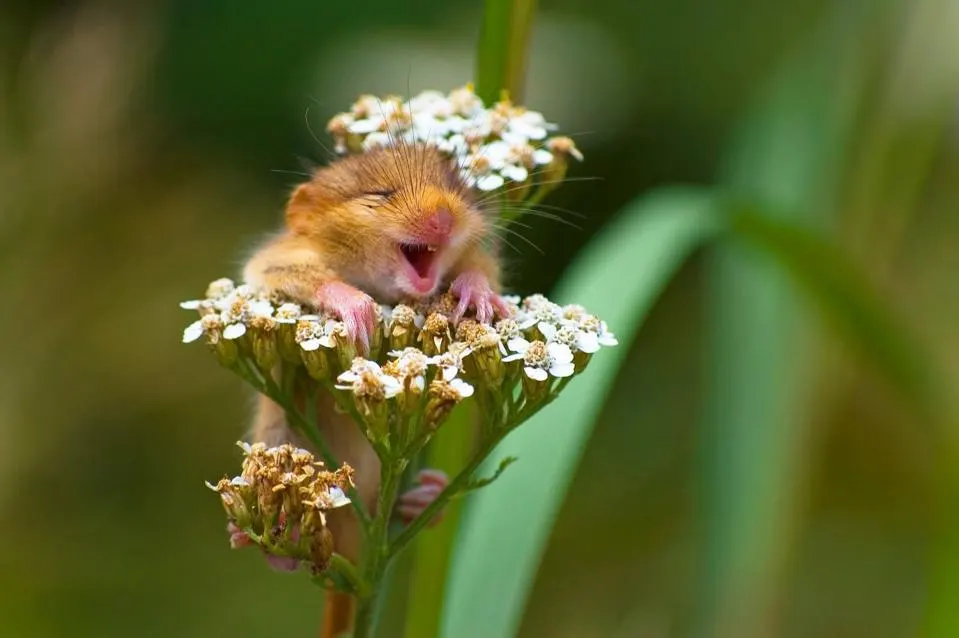 In this delightful image, a tiny dormouse is perched atop a cluster of white flowers, its eyes closed and mouth wide open in a joyful expression. The creature seems to be savoring a moment of bliss, perhaps caught mid-laugh or in a contented sigh. Its soft fur, golden-brown with hints of pink on its paws, contrasts beautifully with the delicate white petals and vibrant green foliage surrounding it.
The background is softly blurred, creating a dreamy atmosphere that enhances the focus on the dormouse. This serene natural setting suggests a tranquil summer day, perfect for our little friend to bask in the beauty of its surroundings.
The whimsical scene exudes pure joy, making it hard not to smile along. One might imagine the dormouse thinking, "Life is sweet, especially when you’re surrounded by flowers!" It’s a charming reminder to appreciate the little things.