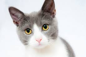 This cat’s face? It’s giving ‘I just failed my Columbia finals.’