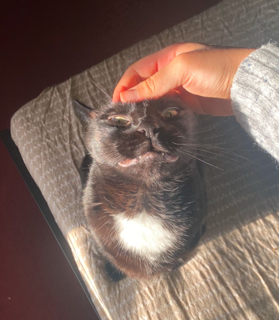 This image captures a black tuxedo cat in a moment of pure, sun-drenched bliss, receiving an enthusiastic head scratch. The cat's eyes are half-closed, and its mouth is comically agape, revealing its lower gums in an expression that screams 'absolute ecstasy' or perhaps 'my brain has melted from happiness.' Its whiskers are splayed wide, adding to the delightful disarray of its face. A human hand, gently petting its head, is bathed in the same warm, golden sunlight that highlights the cat's fur and the patterned beige blanket it rests upon. The strong sunlight creates a cozy, relaxed atmosphere, suggesting a perfect lazy afternoon. The cat's hilariously overwhelmed demeanor makes it seem like it's experiencing the ultimate pampering session, completely lost in the moment of affection, perhaps dreaming of endless head scratches and sunbeams. I do not recognize any famous or recognizable content in this image.