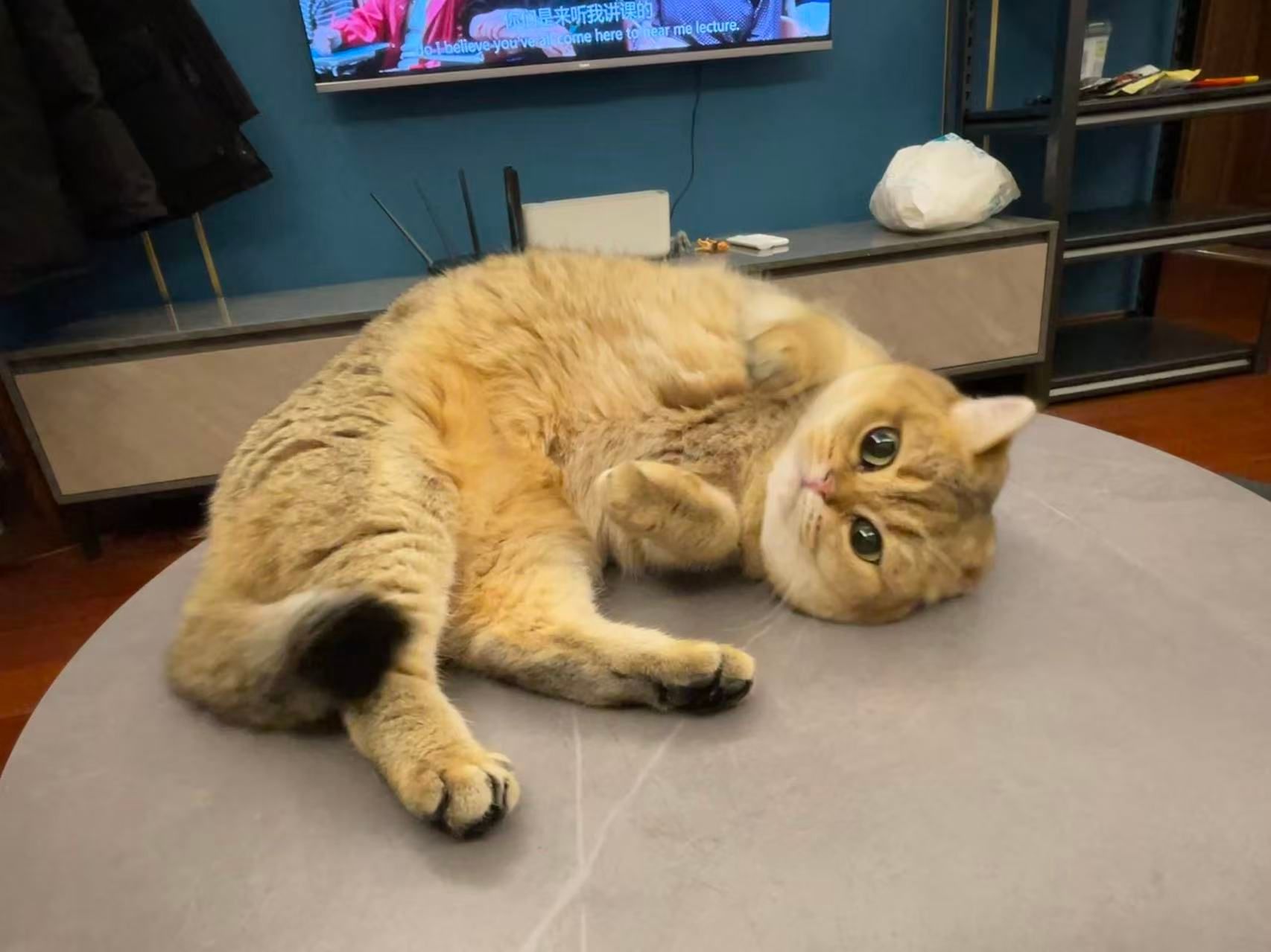 Mid streaming taste but demands top-tier cuddles