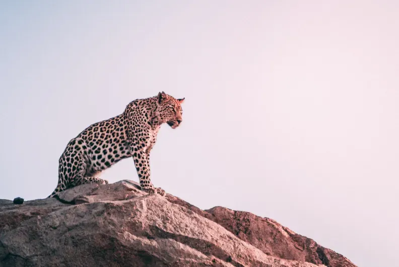 A magnificent leopard, with its striking rosette-patterned coat, perches regally atop a rugged, reddish-brown rock formation. Its demeanor is one of intense focus and quiet contemplation, as it gazes intently towards the right, perhaps pondering the meaning of life or simply deciding what's for dinner. The vast, ethereal sky, painted in soft hues of pale pink and lavender, serves as a minimalist backdrop, highlighting the leopard's majestic silhouette and emphasizing its solitary reign over its domain. It's as if this big cat is posing for its next album cover, embodying both fierce independence and a touch of dramatic flair. No famous content was found in this image.