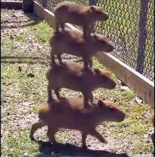 This delightful image captures a truly extraordinary sight: a perfectly balanced tower of four capybaras. The bottom capybara, with an air of serene determination, is actively walking, carrying its three companions with remarkable composure. Each subsequent capybara seems to be equally unperturbed, creating a comical and heartwarming display of animal cooperation and balance. The top capybara, the smallest of the bunch, surveys its surroundings from its elevated perch like a tiny, furry monarch. The background, a simple grassy enclosure with a chain-link fence, provides a natural habitat context, emphasizing the capybaras' calm demeanor even in this unusual formation. This image is a popular internet meme, celebrated for its humor and the capybaras' famously chill attitude, perfectly embodying their 'anything goes' spirit.