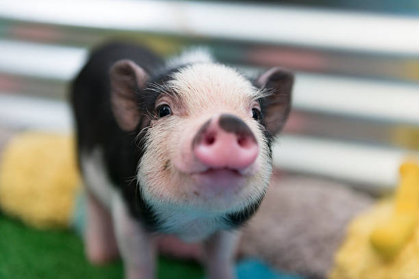 That piglet's face looks like it just found out what adulting is.