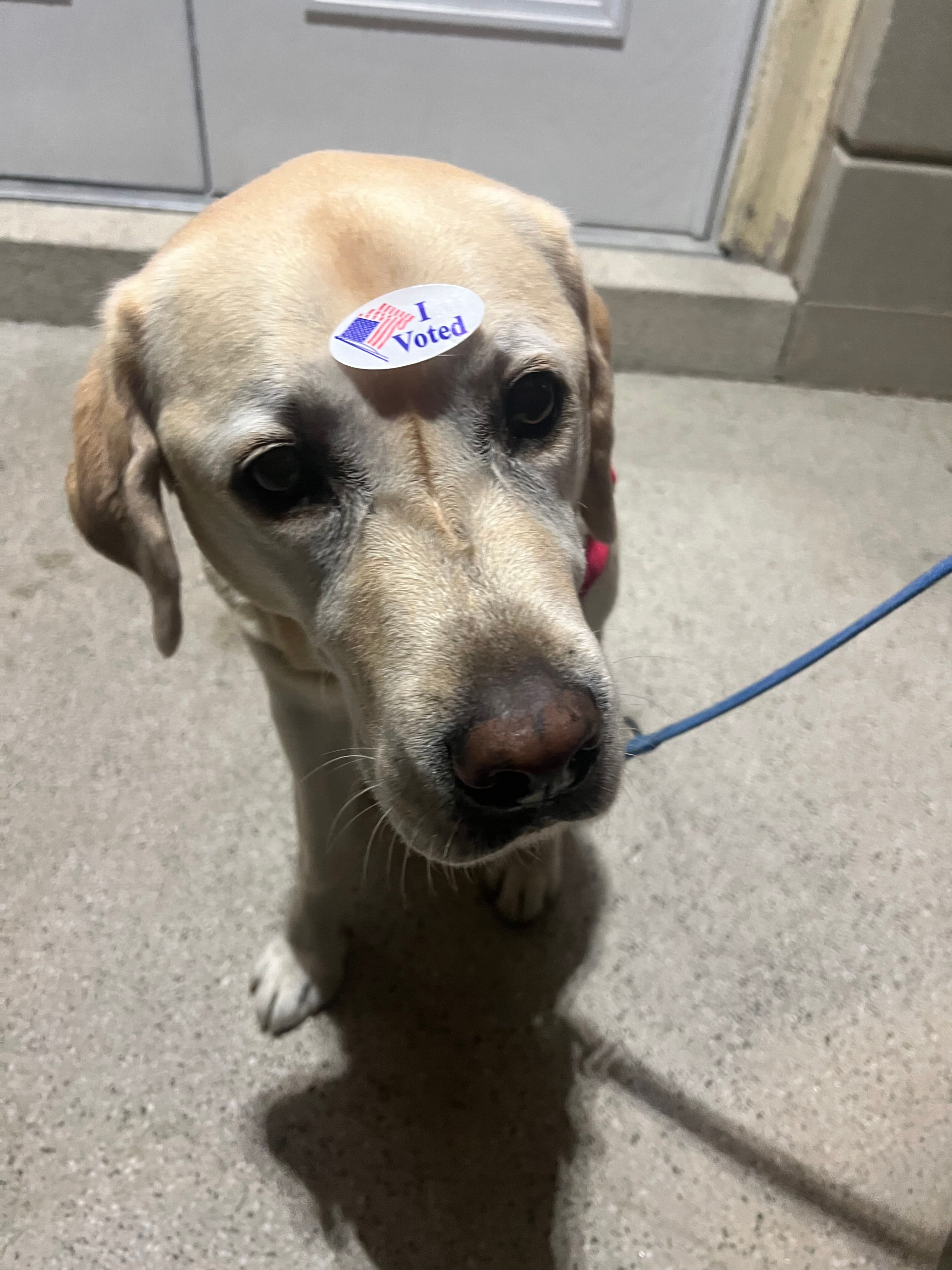 In this charming image, a Labrador retriever looks directly at the camera with an expression that seems to convey a mix of pride and confusion. The dog is wearing an "I Voted" sticker on its forehead, humorously suggesting that it has participated in the electoral process. Its big, soulful eyes add to the endearing quality of the photo, as it stands on a textured surface that appears to be a porch or entranceway, hinting at a neighborhood setting.
The background is relatively simple, with a door that seems to lead into a home, reinforcing the domestic atmosphere. This scene cleverly anthropomorphizes the dog; it seems to be celebrating civic duty while playfully questioning the practicality of a sticker on its forehead. The overall vibe is light-hearted, encapsulating a moment where even pets can join in on the democratic spirit.