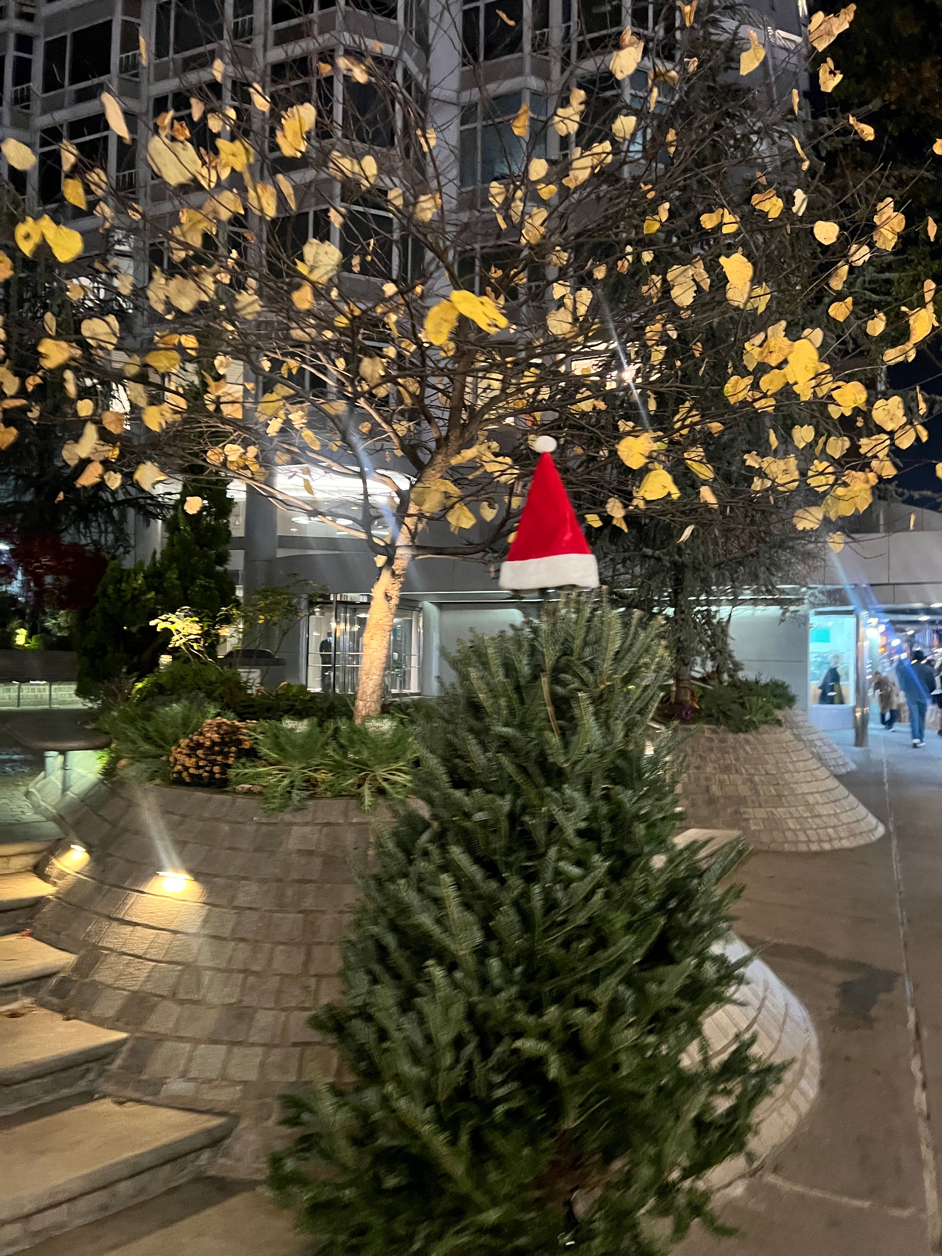this tree's got more aura than my entire personality