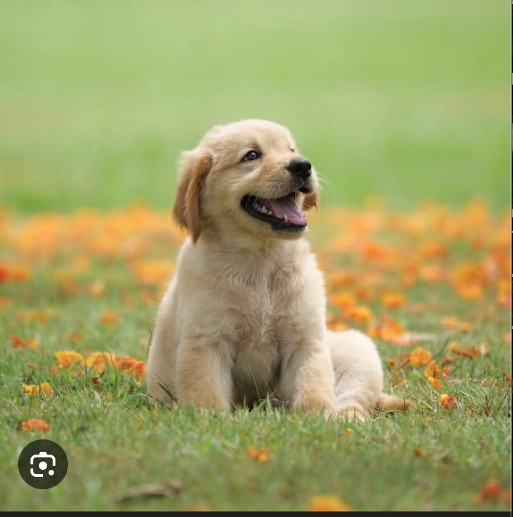Existentialism, distilled: choose joy, fetch anyway.