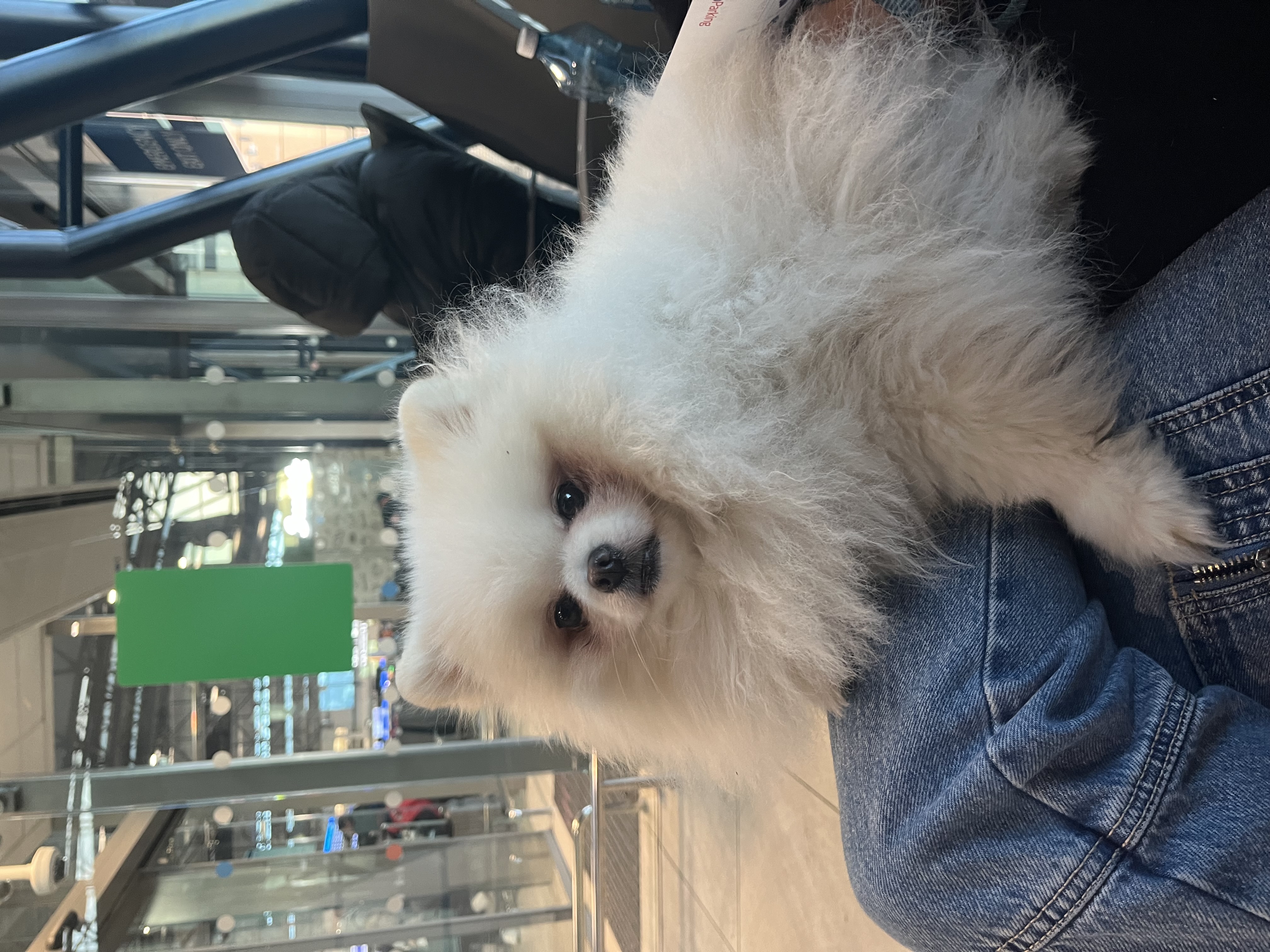 This dog’s level of unbothered is aspirational, unlike your vibe.