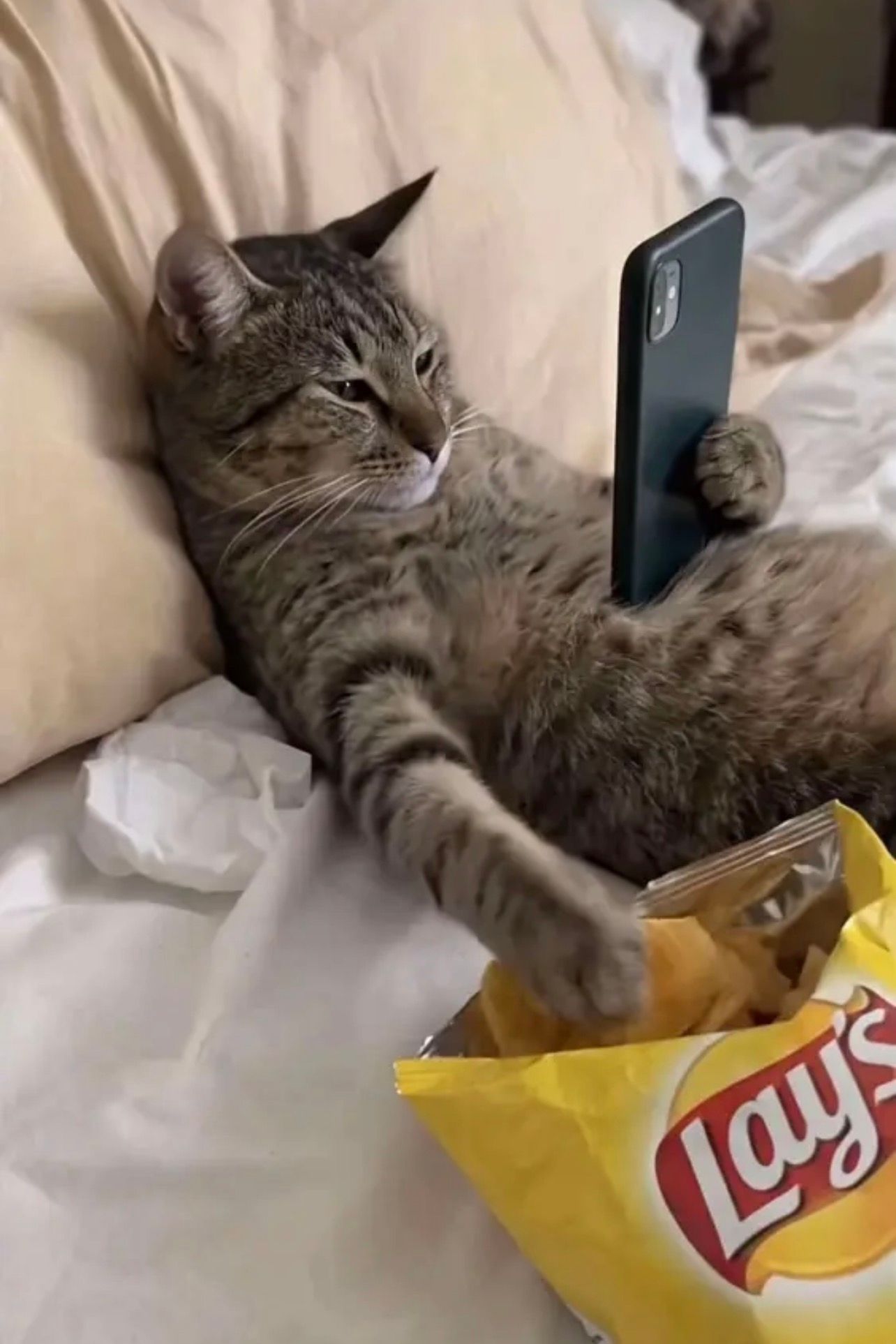 The image features a relaxed domestic cat lounging comfortably on a bed, propped up against soft pillows. The cat appears engrossed in its phone, with a casual demeanor that suggests it's enjoying a moment of leisure, akin to a human scrolling through social media. In its other paw, it clutches a bag of Lay's potato chips, humorously embodying a relatable scenario often celebrated in online memes. The background is a cozy bedroom setting, with soft bedding and a hint of domesticity, adding to the overall laid-back vibe. The juxtaposition of a cat, a creature known for its playful nature, engaging in such human activities creates a delightful and humorous effect, making this image a perfect representation of the internet's love for anthropomorphic pets.