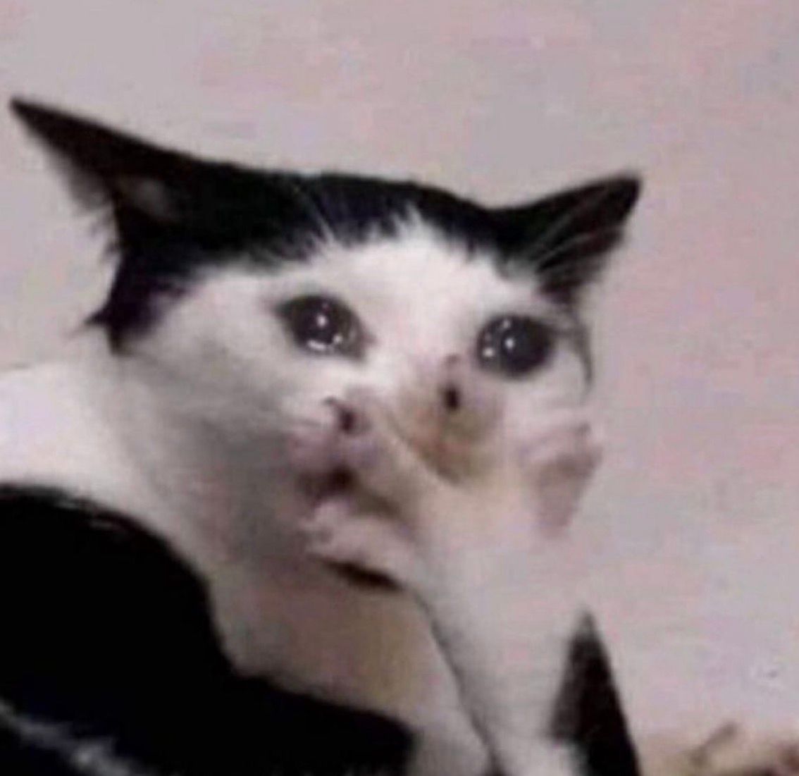 Behold, a tableau of profound sorrow, a moment frozen in the crucible of despair! This magnificent creature, cloaked in the dramatic contrasts of midnight black and purest snow, presents a visage of heart-wrenching vulnerability. Its posture, a study in quiet agony, sees one delicate paw pressed against its quivering muzzle, a futile attempt to staunch the torrent of emotion. Yet, the eyes! Those luminous orbs, glistening with unshed tears, are windows to a soul overwhelmed, reflecting a universe of silent anguish. The very air around it seems to hum with the weight of its unspoken lament. This is not merely a portrait; it is a profound theatrical soliloquy, a poignant cry echoing through the vast, indifferent expanse of existence, demanding our empathy, our witness.