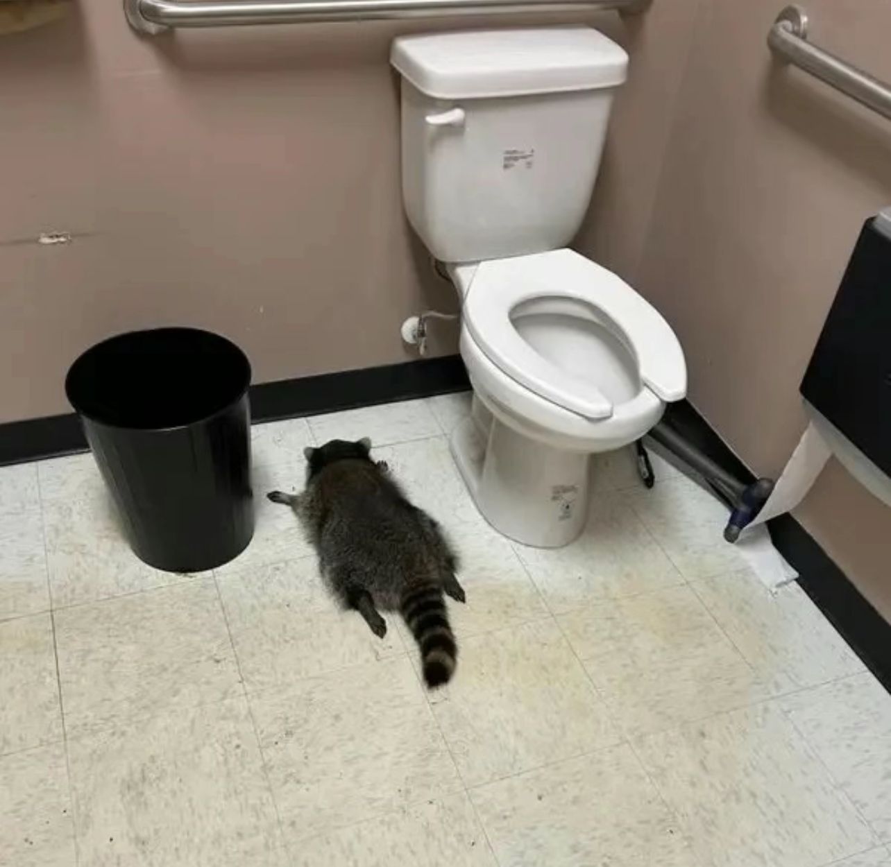 In this amusing scene, a raccoon lies flat on the floor of a bathroom, seemingly exhausted or perhaps contemplating its life choices. The raccoon’s demeanor is one of utter defeat—its body sprawled out next to a black trash can, while a white toilet looms nearby.

The bathroom setting adds a layer of absurdity, juxtaposed with the raccoon’s typically mischievous nature. This unlikely scene evokes humor as the raccoon appears to have given up, possibly after an adventurous day of rummaging for snacks. The clean, tiled floor and stark walls provide a mundane backdrop, enhancing the oddity of the situation.  

Overall, the image captures a whimsical moment, making it relatable for anyone who’s felt overwhelmed or out of place, especially in a restroom setting—perhaps after a long day of being a raccoon!