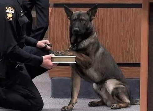 A stoic K9, likely a German Shepherd or Belgian Malinois, sits attentively, its paw resting on a book held by a kneeling police officer. The dog's serious expression and formal posture are comically anthropomorphic, as if it's solemnly taking an oath. The officer, wearing a uniform with a 'GARFIELD POLICE' patch, assists the dog in this endearing ceremony. The background features simple wooden paneling and a carpeted floor, suggesting an official, indoor setting for this unique event. The humor stems from the dog's earnest participation in a very human ritual, highlighting its dedication to service in a charmingly unexpected way.