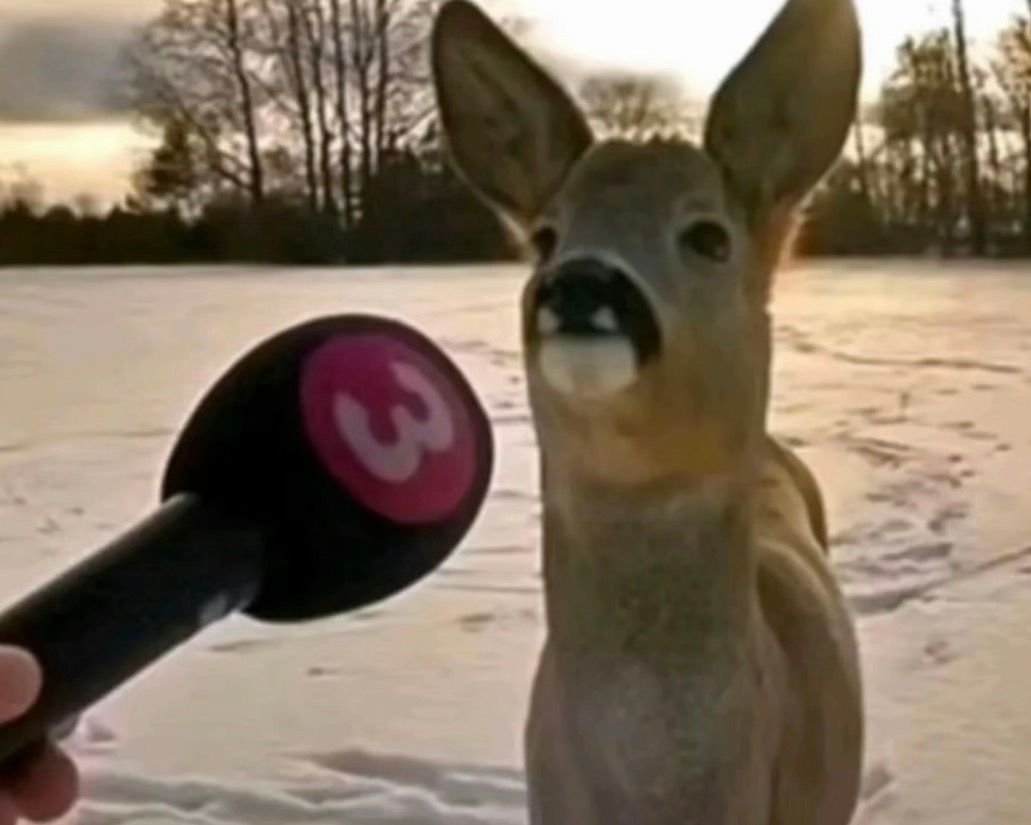 The image shows a close-up of a deer standing on snow-covered ground. The deer is facing the camera with its mouth slightly open, revealing its teeth. In the foreground, a hand is holding a microphone with a black handle and a round, red and black head that has the number "3" on it. The background includes some leafless trees and a cloudy sky, suggesting it is winter.