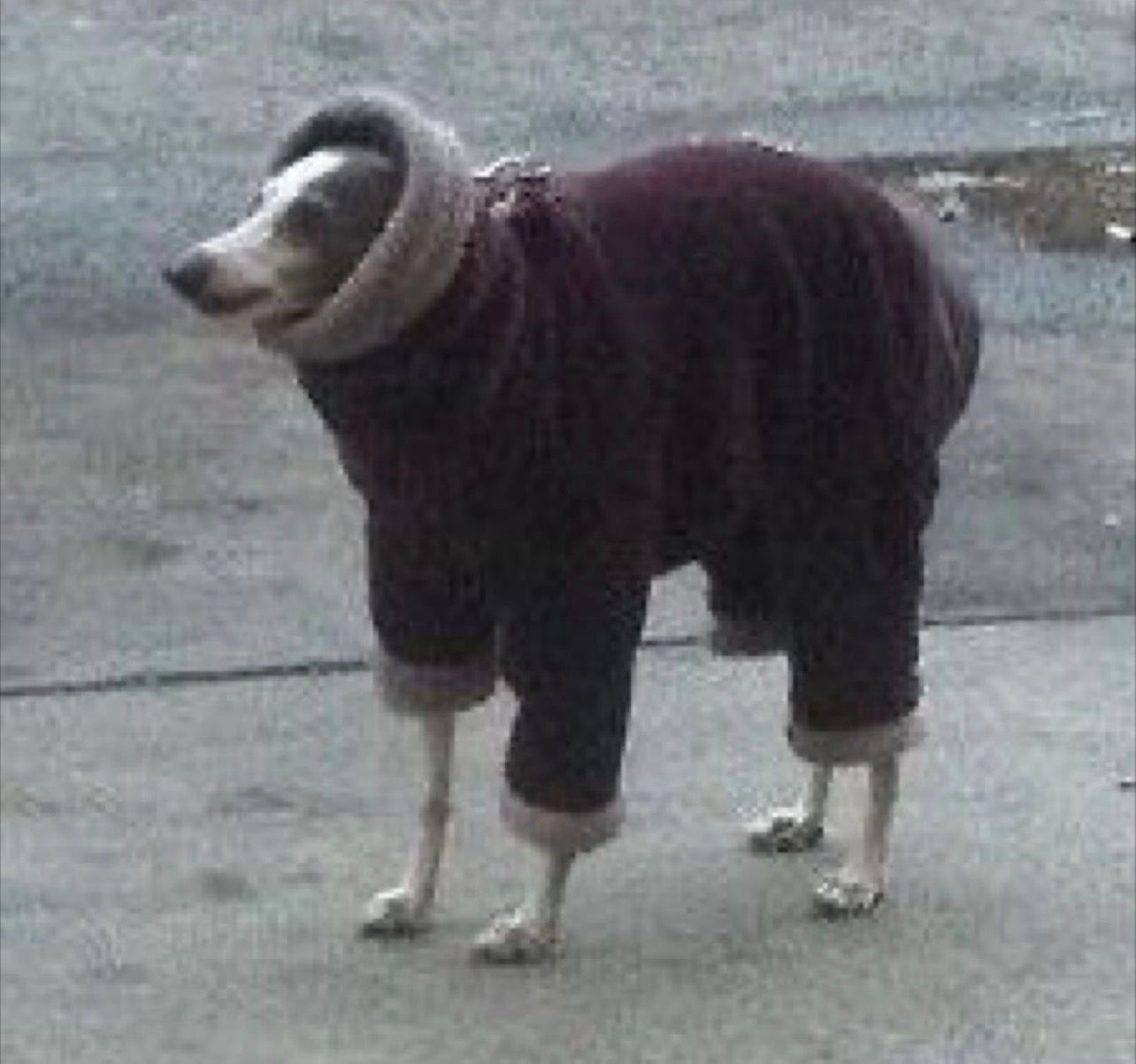 Behold, 'The Urban Shepherd,' a poignant tableau of canine existence! Our protagonist, a creature of elegant lines, stands upon the stark, grey stage of the city, a silent sentinel. Clad in a magnificent, deep maroon velvet ensemble, its form is both protected and transformed. A grand, ribbed collar, like a prophet's cowl, frames its noble head, from which a long, thoughtful snout emerges. Its posture, a delicate balance of grace and a hint of existential ponderance, suggests a soul burdened by the weight of its extraordinary raiment. The suit, a sartorial marvel, descends to embrace its slender limbs, leaving only the delicate paws to touch the cold earth. Is it defiance? Is it acceptance? Its gaze, directed off-stage, holds the secrets of a thousand desert winds, a silent plea, a dramatic pause in the grand play of life.