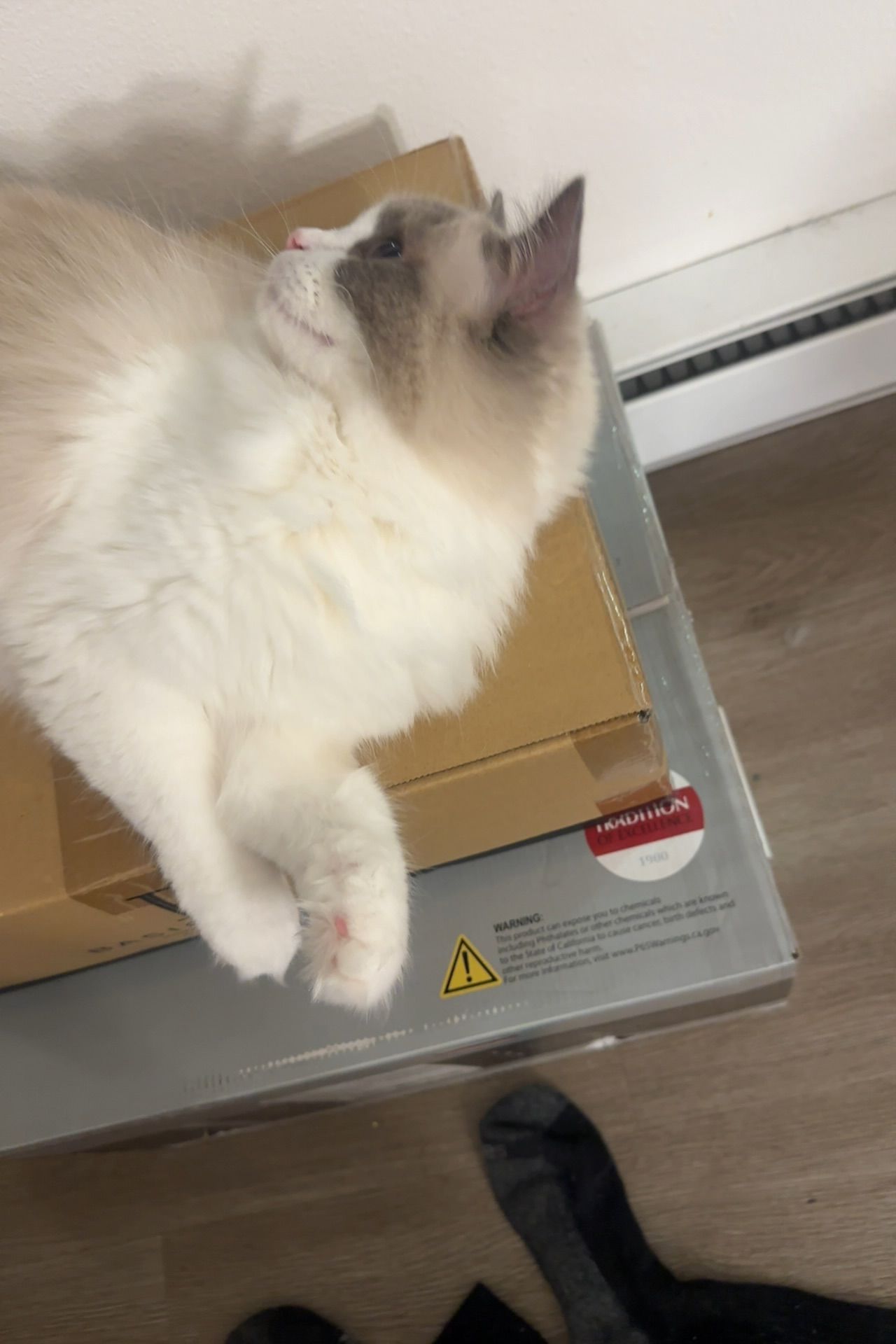 Canon event: cat claiming toxic boxes as VIP lounge.