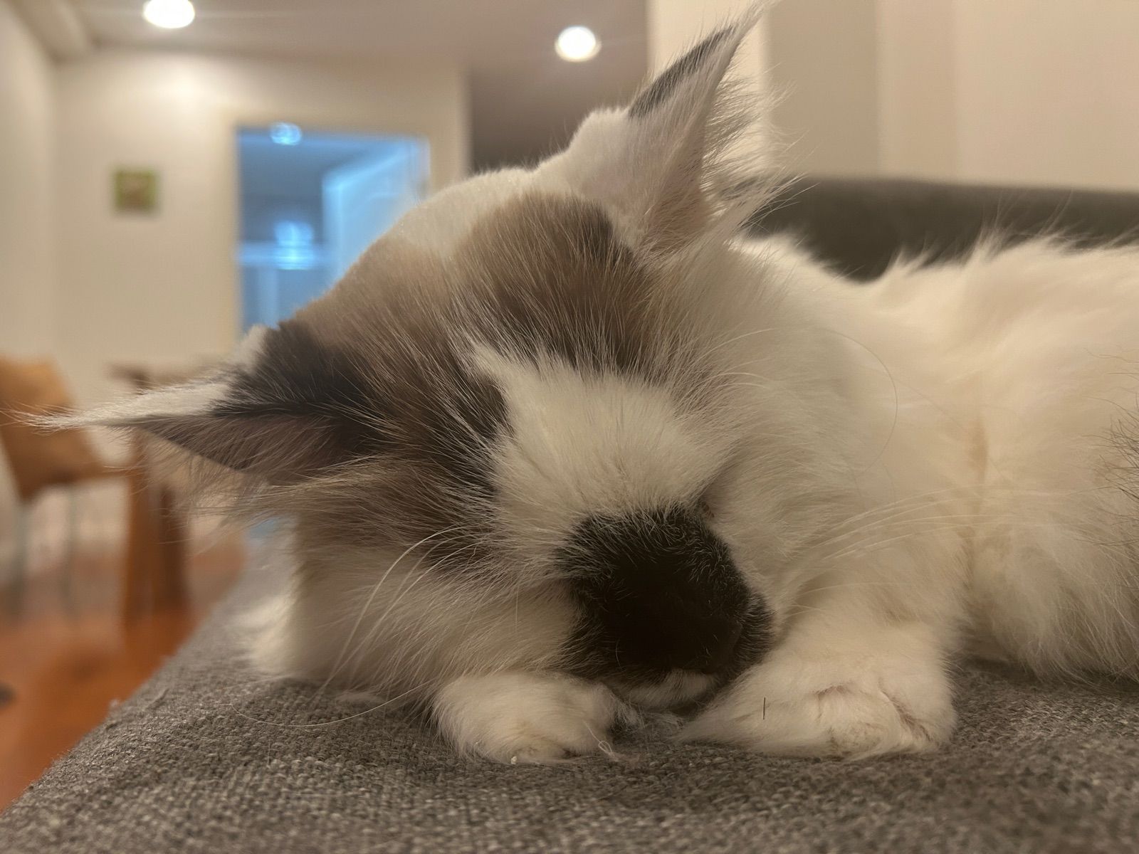 Cat’s a savage, sleeping through Barnard SGA meeting invites.