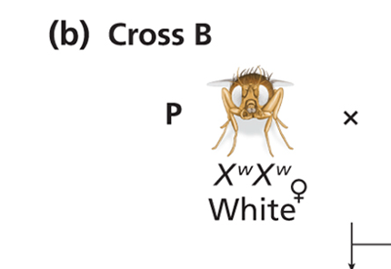 This image features a detailed illustration of a brown fruit fly, likely *Drosophila melanogaster*, against a stark white background. The fly, depicted from a slightly elevated frontal view, appears as a stoic, almost bewildered model organism, its large compound eyes staring blankly into the scientific abyss. Its tiny antennae and bristly head suggest a creature resigned to its fate as a genetic subject. Above it, the text "(b) Cross B" and "P" (for parental generation) clearly mark this as a segment of a genetics problem. Below the fly, the genetic notation "XwXw" and "White" with a female symbol further contextualize it as a study of sex-linked inheritance, specifically involving a white-eyed female. The background, devoid of distractions, emphasizes the fly's role as the central figure in this genetic experiment, humorously portraying it as a celebrity of the microscopic world, constantly under the microscope of scientific inquiry.