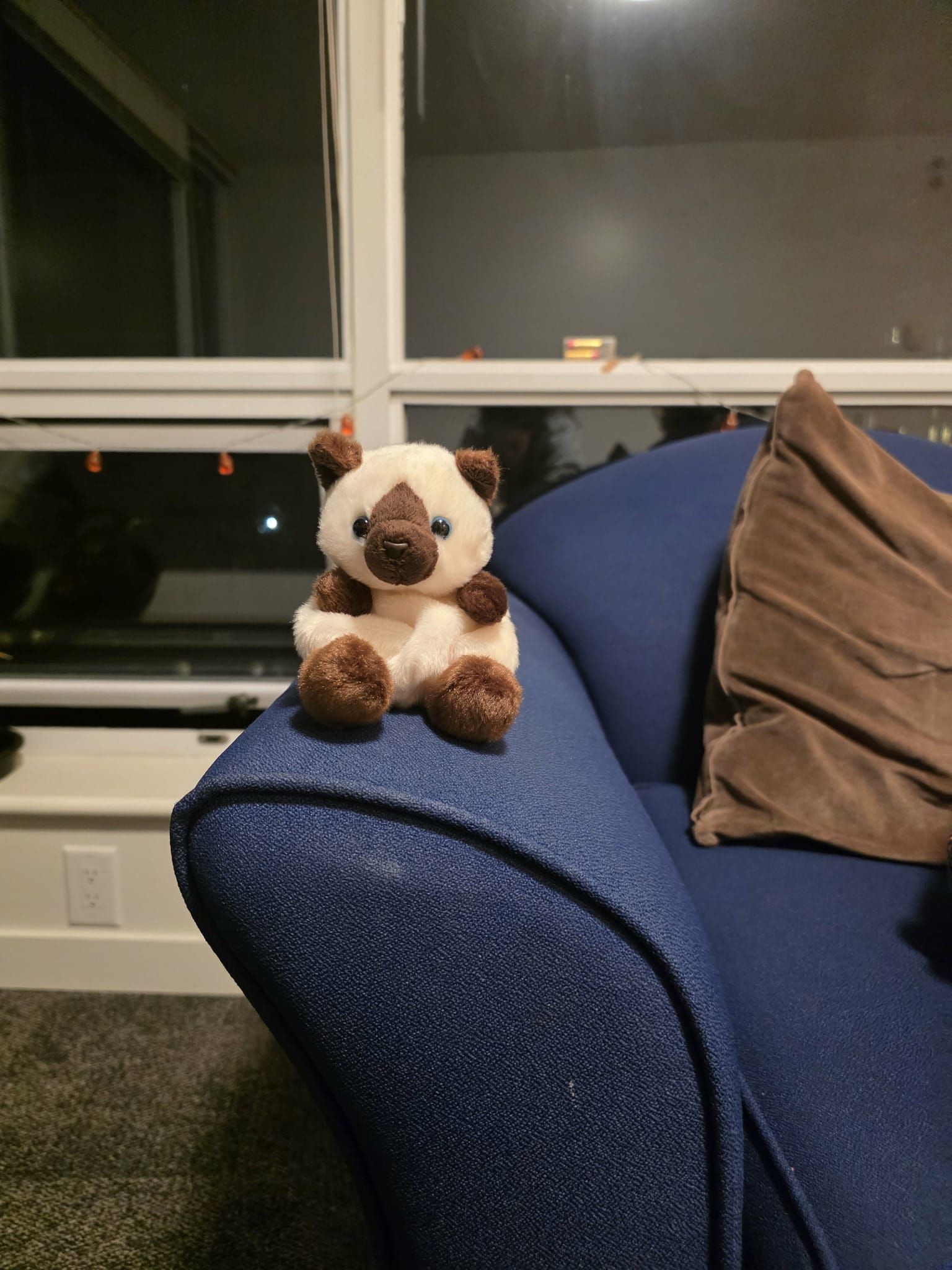 this cat plush judging me harder than my columbia profs