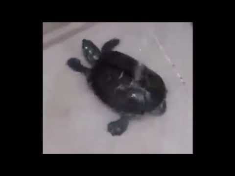 This low-resolution image features a tiny, dark-shelled turtle undergoing what appears to be an impromptu shower or bath in a stark white basin, likely a sink or tub. A thin stream of water cascades directly onto its shell, creating a rather humorous 'spa day' scenario for our reptilian friend. The turtle's demeanor is one of quiet contemplation, perhaps pondering the existential dread of being a tiny creature under a giant faucet, or simply enjoying the unexpected refreshment. The plain white background emphasizes the turtle's solitary, slightly bewildered moment, making it a relatable scene for anyone who's ever been caught off guard by a sudden splash. It's giving 'me trying to relax after a long week' energy, but with more shell.