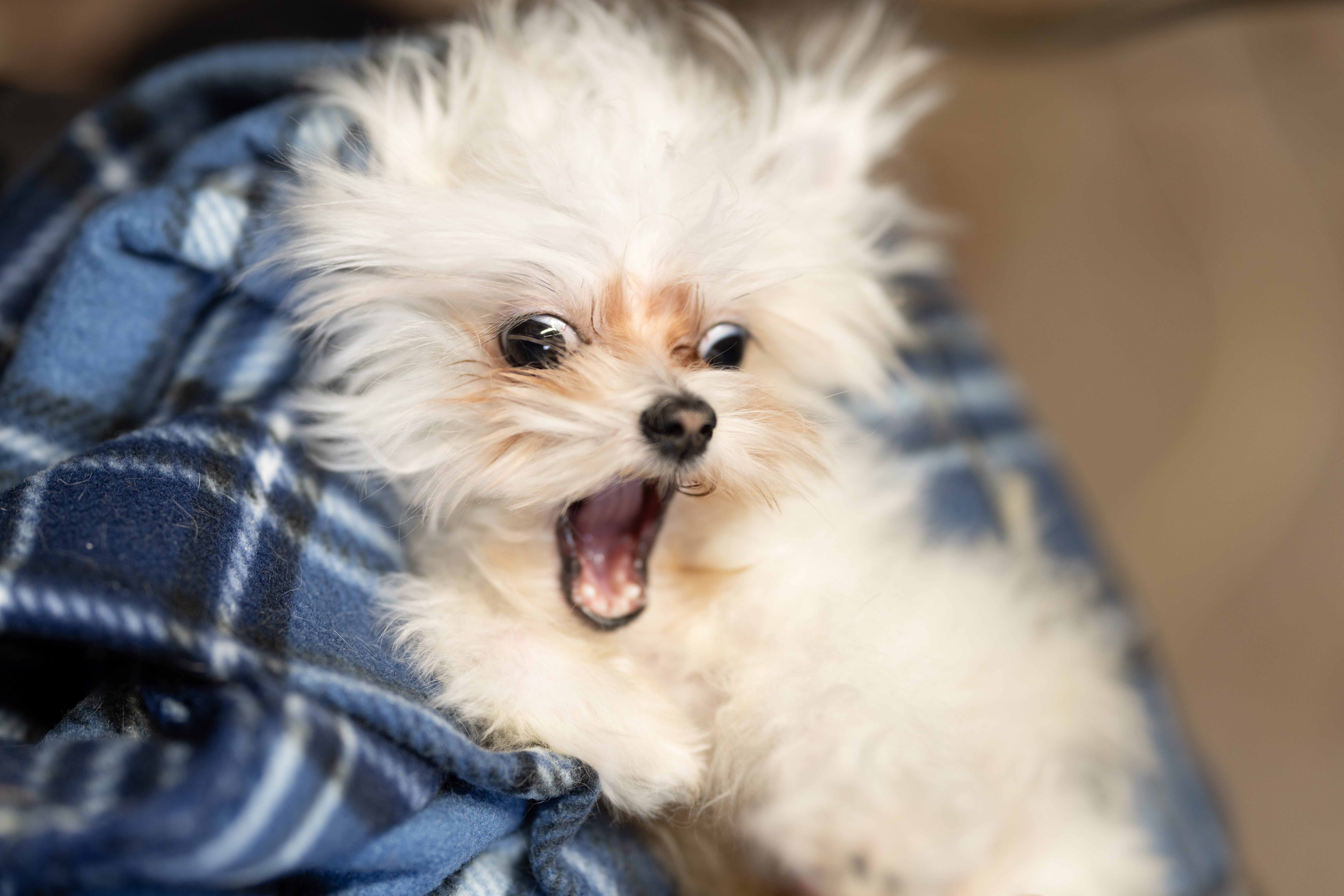 This pup woke up and chose chaos, not productivity.