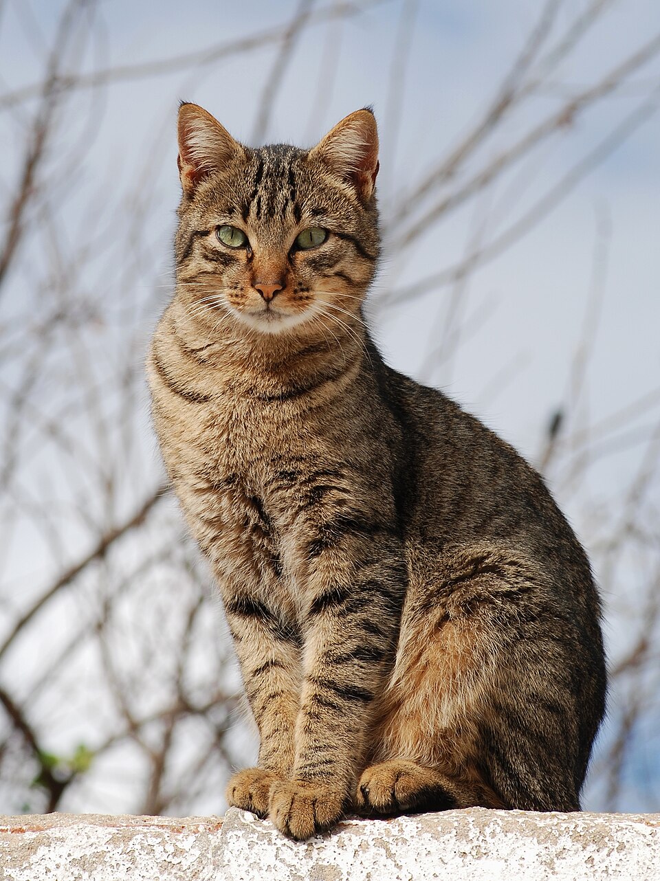 The image features a confident tabby cat perched on a ledge, exuding an air of regal composure with its striking green eyes and well-defined stripes. Its demeanor suggests a mix of curiosity and authority, as if it’s surveying its domain.
In the background, bare branches against a light sky hint at a tranquil outdoor setting, possibly indicating early spring or late autumn. The contrast between the cat's vibrant fur and the muted backdrop emphasizes its presence, making it the focal point of the image.
This feline appears to be in a moment of contemplation, perhaps pondering its next playful pounce or surveying potential adventures. One might humorously imagine it as the overlord of its territory, ready to issue commands to any unsuspecting squirrels. A true cat-astrophe waiting to unfold!