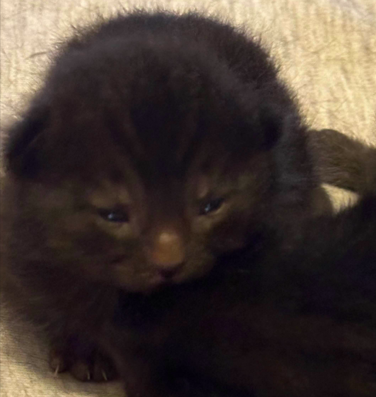 This close-up image features an adorable, very young kitten with dark, fluffy fur, possibly a black or very dark brown tabby, nestled on a soft, light-colored blanket. The kitten's eyes are barely open, giving it a wonderfully sleepy and slightly bewildered demeanor, as if it's just woken up from a deep nap and is still processing the world. Its tiny pink nose is prominent. The background, a cozy fabric, emphasizes the kitten's comfort and vulnerability. This little furball perfectly embodies the 'I'm not a morning person' meme, looking like it's already over Monday before it even began. It's a tiny, fluffy bundle of existential cuteness, perhaps contemplating the profound mysteries of milk and naps.