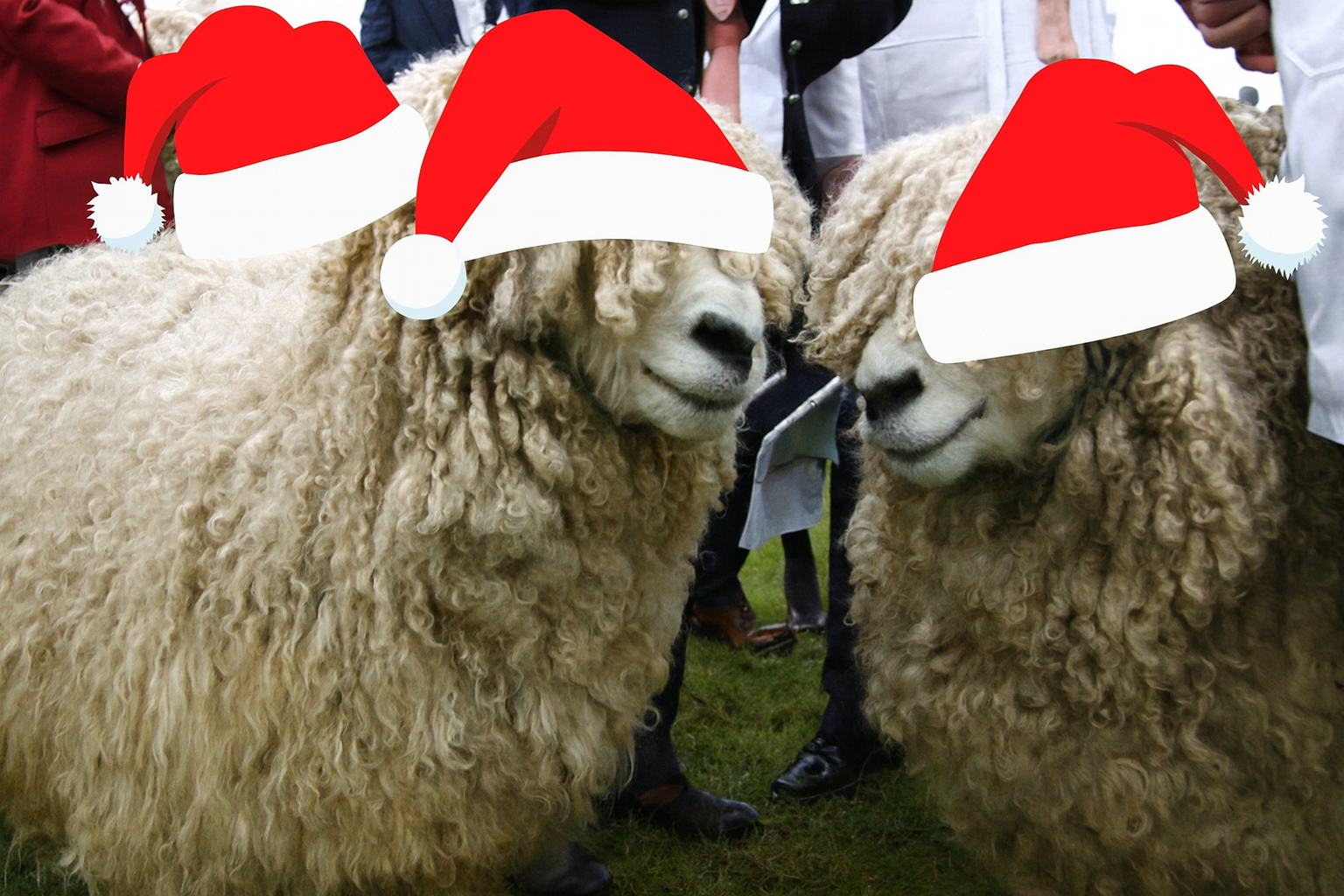 In this whimsical image, two fluffy sheep stand side by side, adorned with festive Santa hats that add a humorous twist to their otherwise serious demeanor. Their woolly coats are voluminous, creating a soft and cuddly appearance, while their expressions appear curious and slightly bemused, as if they’re contemplating their newfound holiday attire.
The background features a blurred crowd of people, suggesting a lively event, perhaps a sheep show or agricultural fair, where the sheep are the stars of the show. The festive hats give a humorous nod to the holiday season, turning these ordinary sheep into unexpected icons of Christmas cheer. This playful juxtaposition of farm life and holiday spirit invites smiles and laughter, making it a delightful scene for viewers.