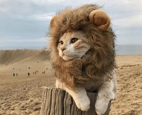 CEO material: Resume says ‘Roar,’ references say ‘Help.’