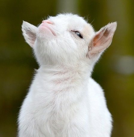 This image perfectly captures the essence of the "Smug Goat Meme," featuring a baby goat with pristine white fur. The subject's demeanor is undeniably humorous and anthropomorphic, with its head tilted back, eyes half-closed, and a slight smirk on its pink snout, conveying a hilariously superior and passive-aggressive expression. It looks as if it just delivered a witty retort or is privy to some delightful secret. The blurred, dark green background suggests a natural outdoor setting, likely foliage, which serves to highlight the goat's expressive face without distraction. The humor stems from this distinct, human-like smugness, making it an instantly recognizable and beloved internet meme.