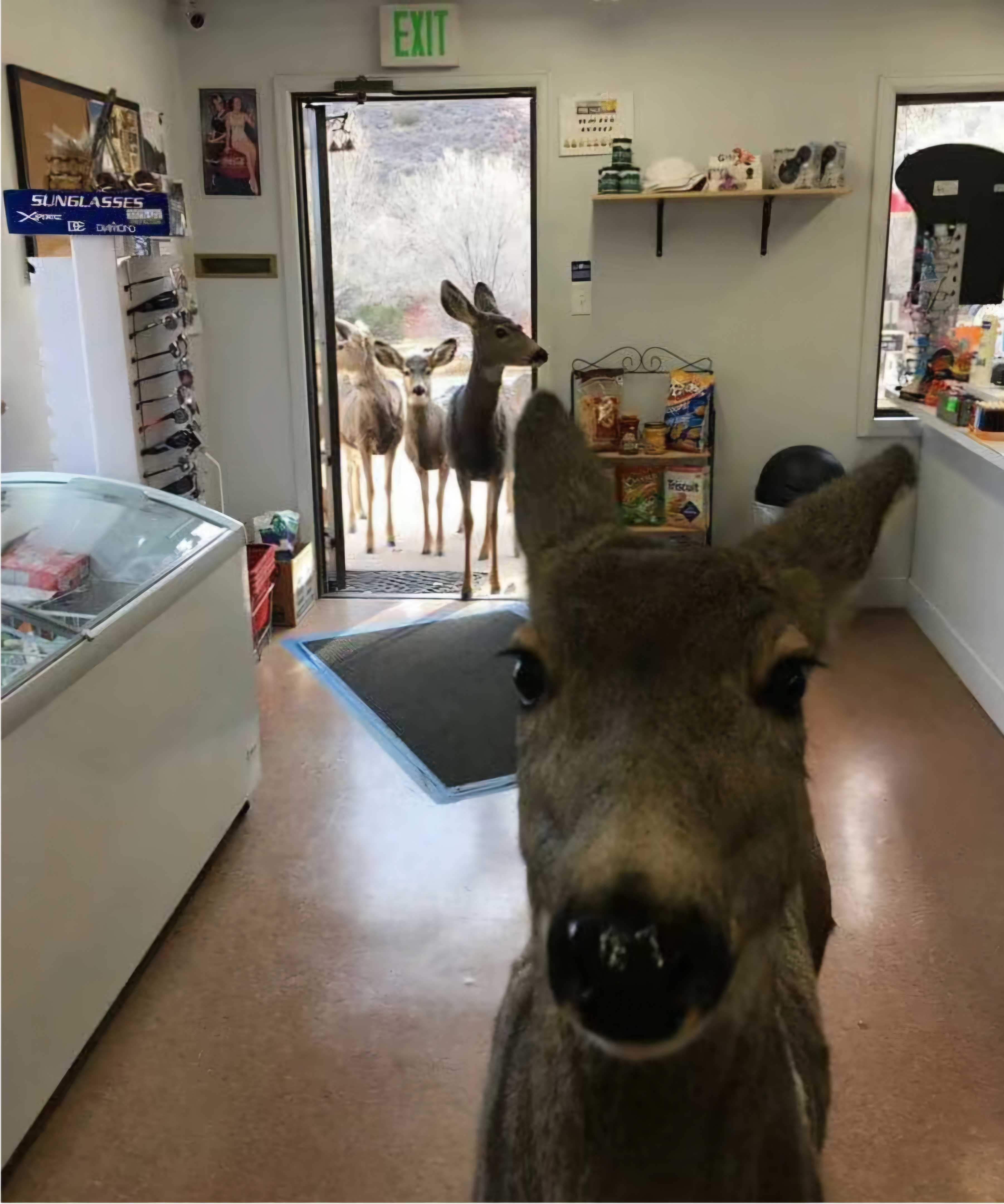 In this amusing image, a curious deer is prominently featured in the foreground, its face filling the frame as it gazes directly at the camera with wide, inquisitive eyes. Its demeanor appears both playful and slightly bewildered, as if it’s considering whether to venture further into the store. 

In the background, several other deer wait at the open door, peeking in as if they’re contemplating an impromptu shopping trip. The interior of the shop, with its shelves stocked with snacks and other goods, adds a humorous juxtaposition to the scene; it’s not every day you see deer eyeing human treats! 

The overall context suggests a playful encounter between wildlife and everyday life, creating a whimsical moment. If this were part of a comedic film, the scene could easily be a highlight, where animals break the mundane with their unexpected curiosity.
