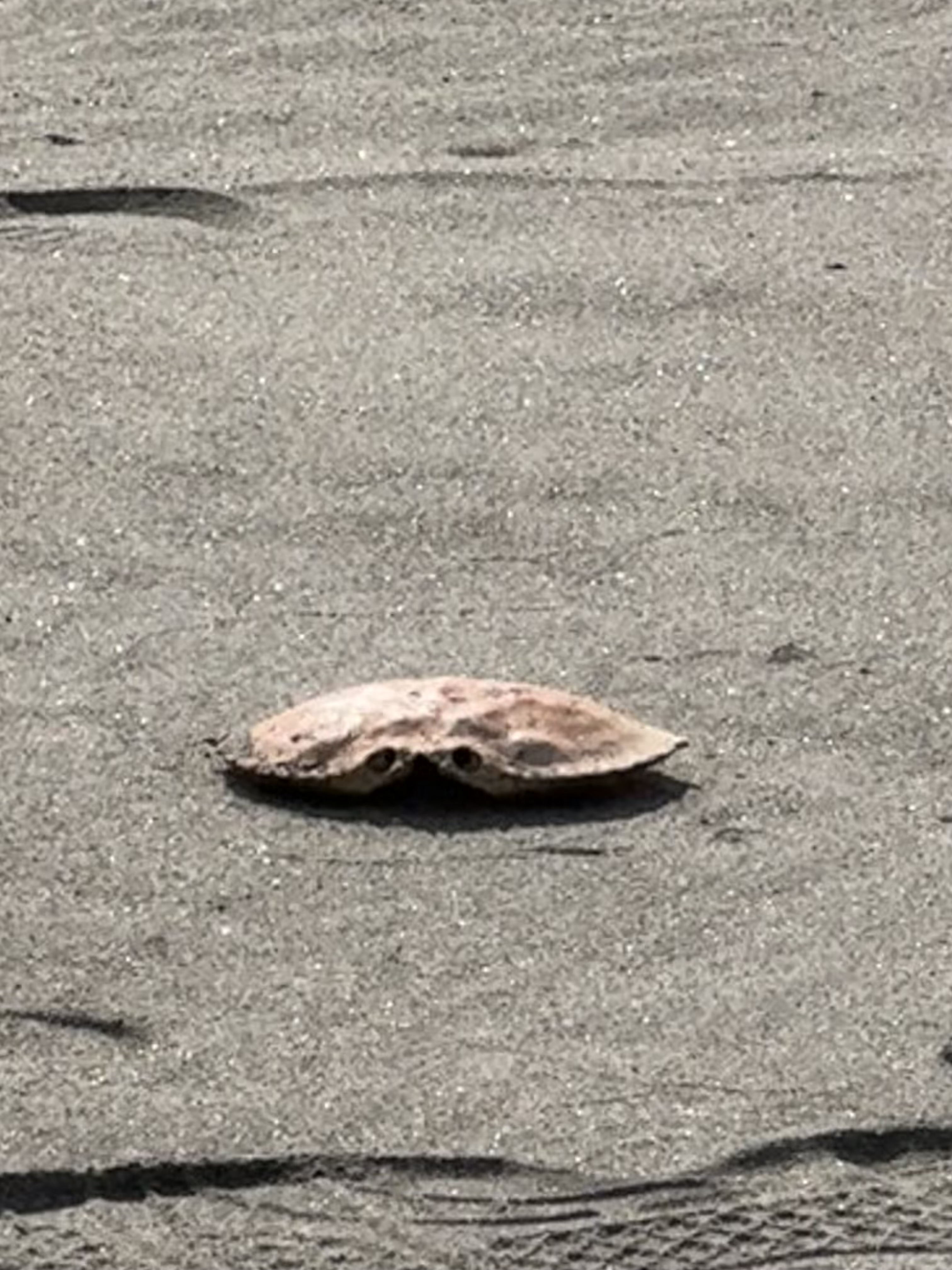 I’m not dead, just vibing at the beach.