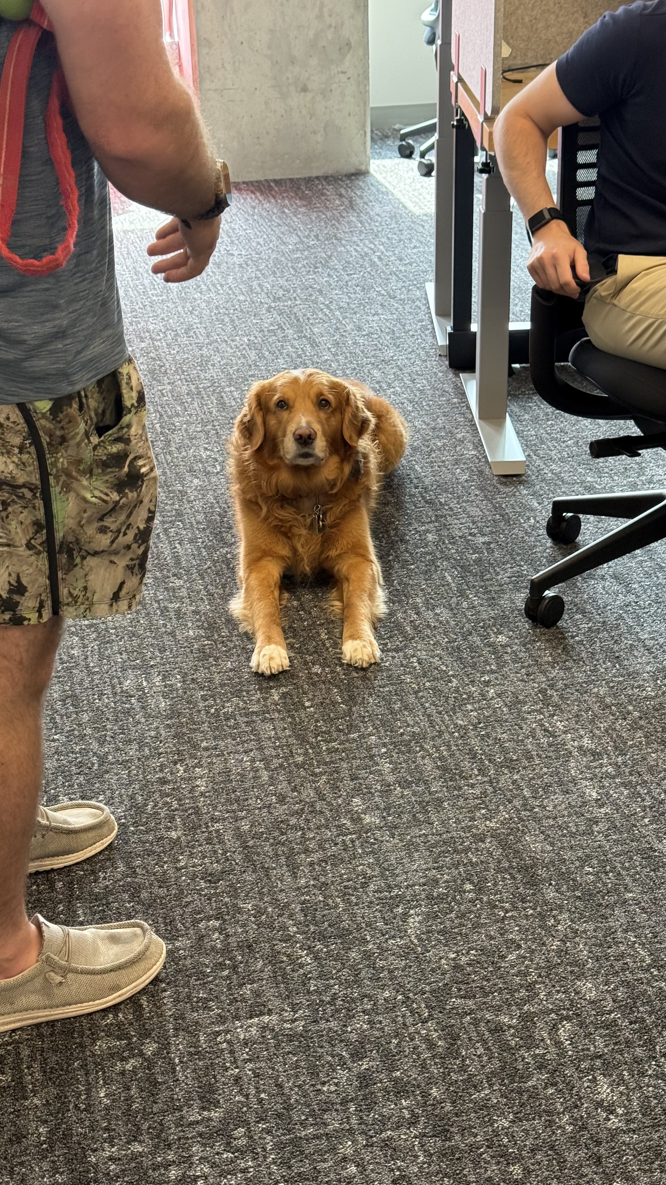 When your boss says 'we're a family' but you're the only one with fur.